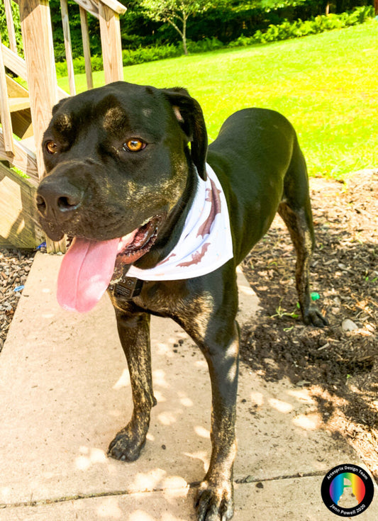 Custom Pet Bandana DIY Sublimation Project!